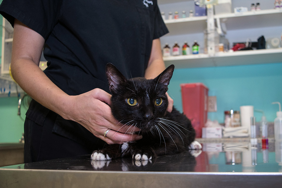 A cat being examined.