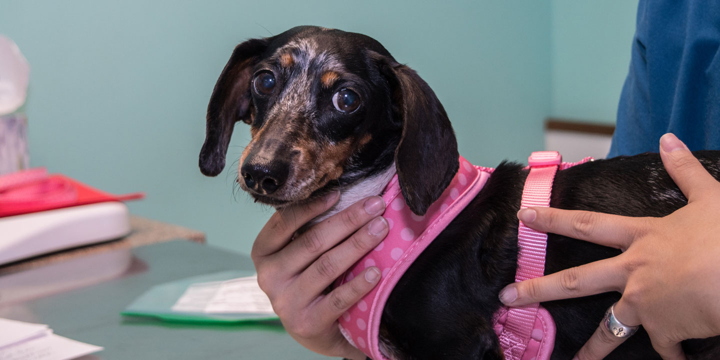 A dog is examined.